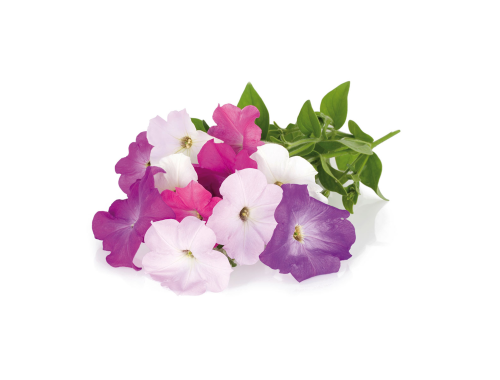 Click & Grow  - Petunia  / 3-pack